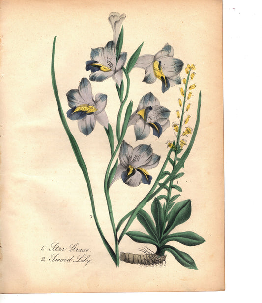 Star Grass and Sword Lily (1851)