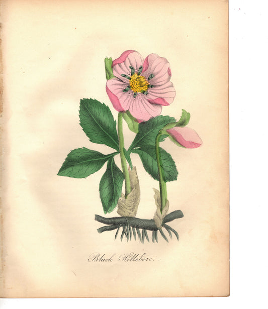 Black Hellebore (1851)