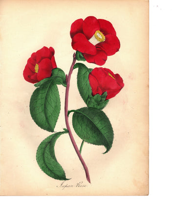 Japan Rose (1851)