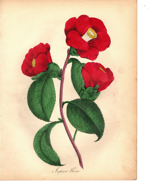 Japan Rose (1851)