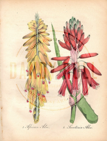 African Aloe/Socotorine Aloe (1851)