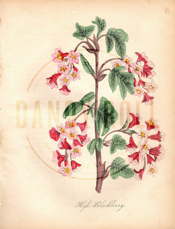 High Blackberry (1851)