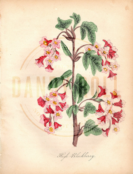 High Blackberry (1851)