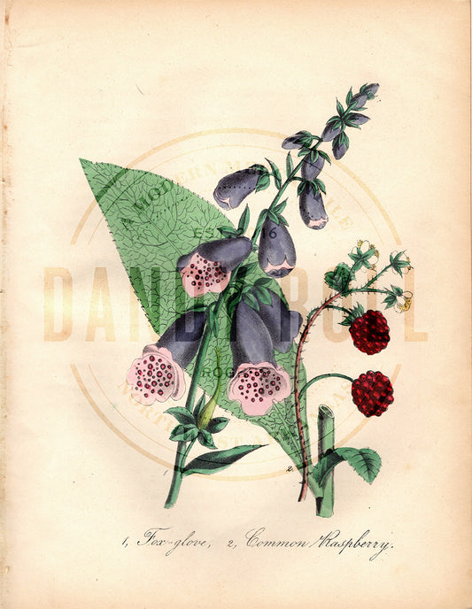 Foxglove/Raspberry (1851)