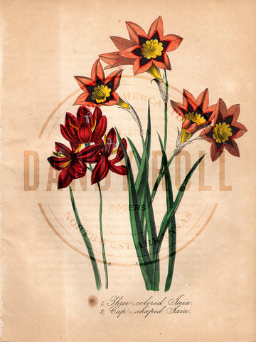 Ixias (1851)