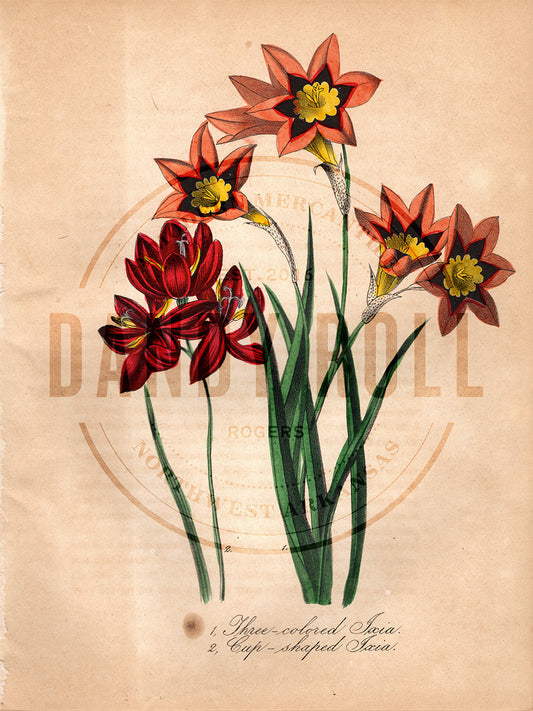 Ixias (1851)