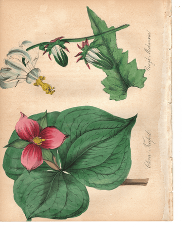 Clover Treefoil and Rough Michauxia (1851)
