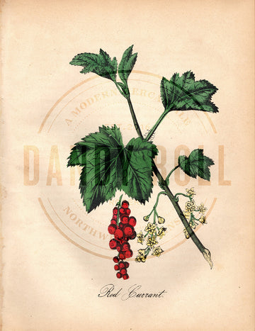 Red Currant (1851)