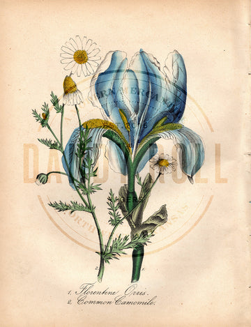 Florentine Orris/Camomile (1851)