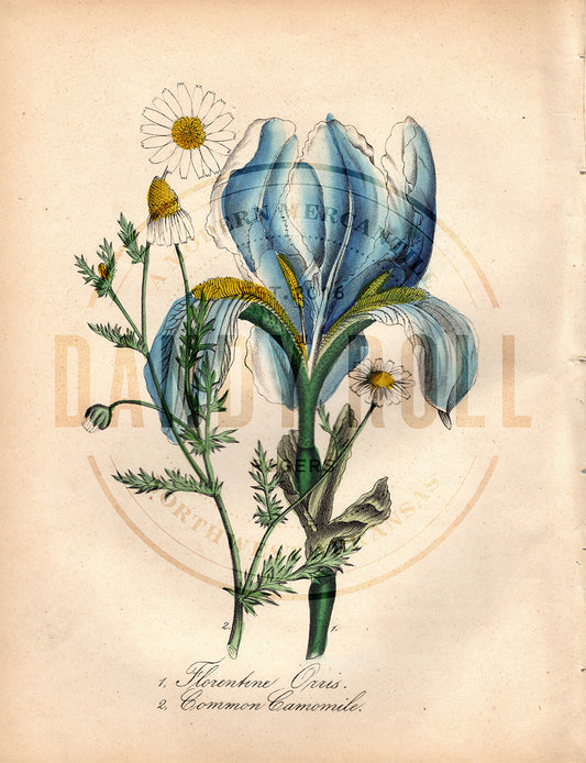 Florentine Orris/Camomile (1851)