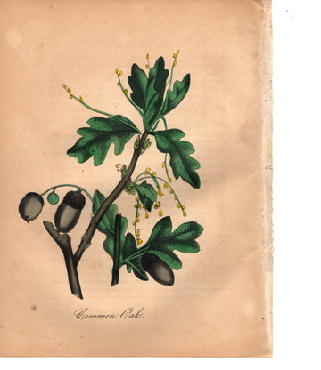Common Oak (1851)