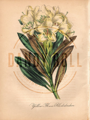 Yellow Flower Rhododendron (1851)