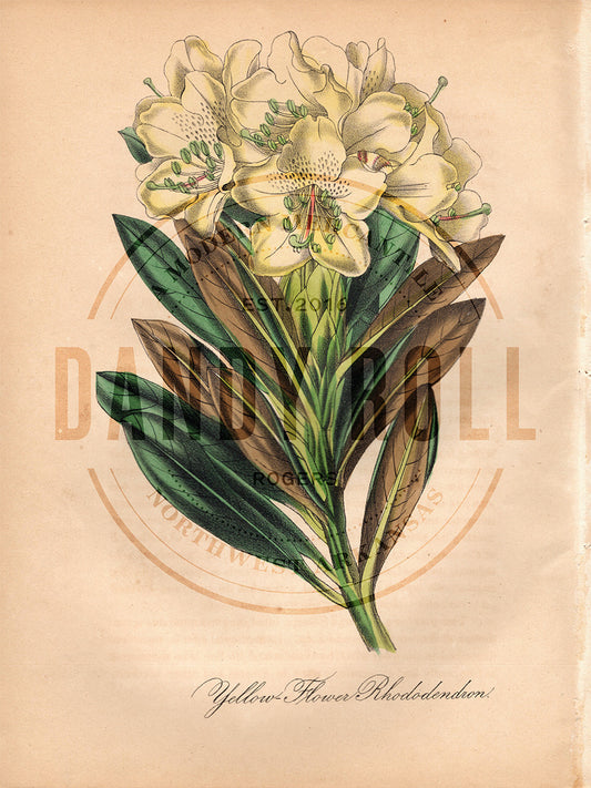 Yellow Flower Rhododendron (1851)