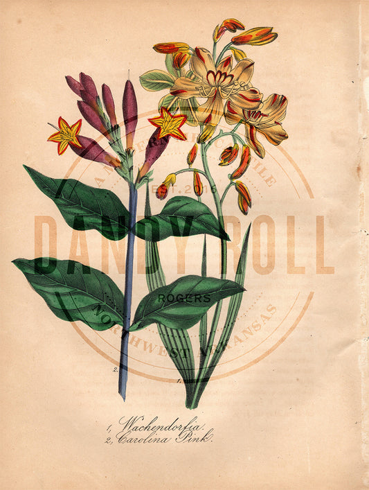 Wachendorfia/Caroline Pink Flower (1851)
