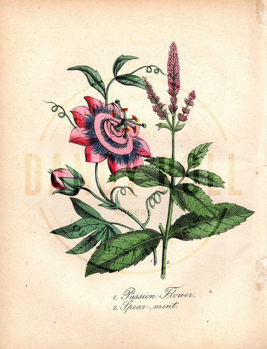 Passion Flower/Spearmint (1851)
