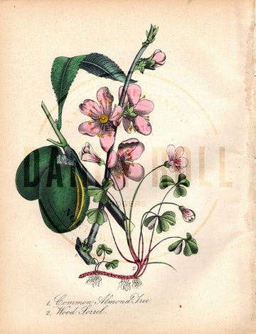 Almond Tree/Wood Sorrel (1851)