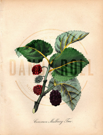 Common Mulberry Tree (1851)