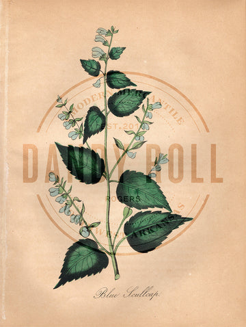 Blue Skullcap (1851)