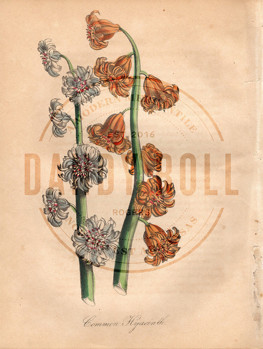 Common Hyacinth (1851)