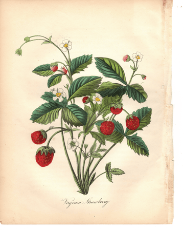 Virginia Strawberry (1851)