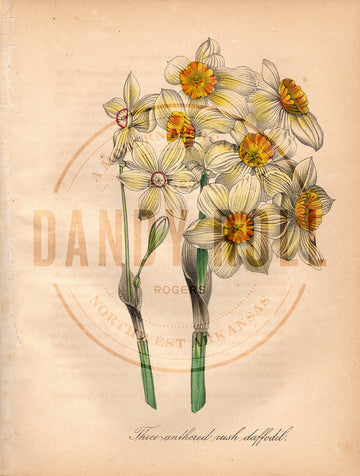 Daffodil (1851)