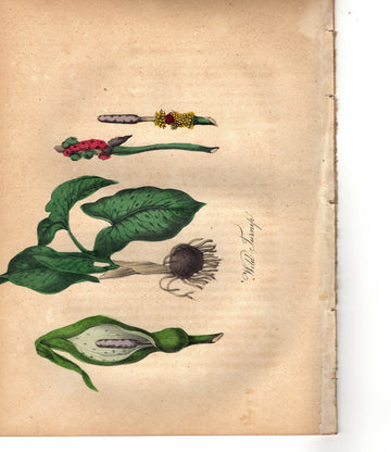 Wild Turnip (1851)