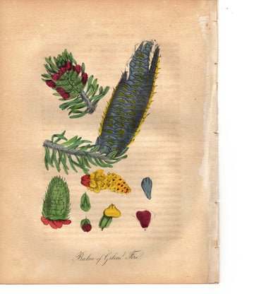 Balm of Gilead Fire (1851)