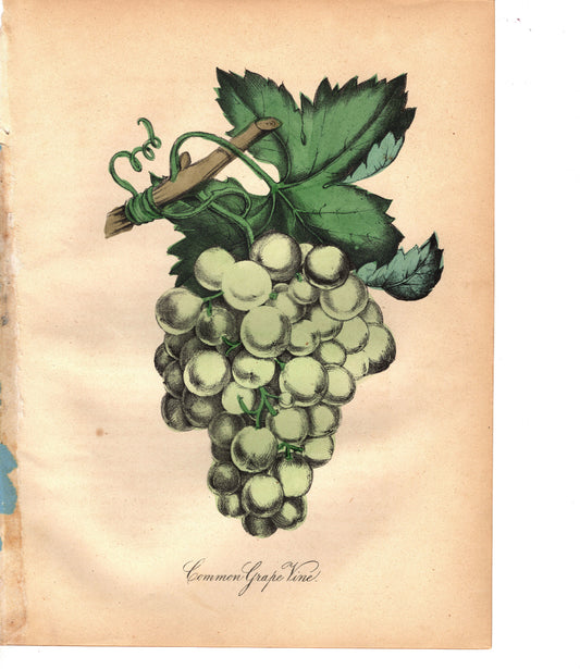 Common Grape Vine (1851)