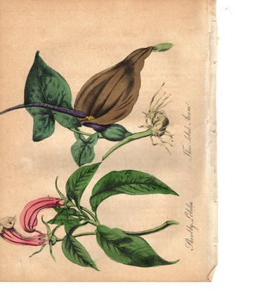Shrubby Lobelia and Three-lobed Arum (1851)