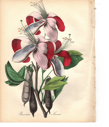 Peruvian Senna (1851)