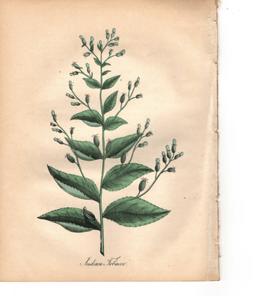 Indian Tobacco (1851)
