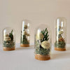 CA Studio – Mini Terrariums