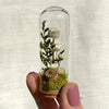 CA Studio – Mini Terrariums