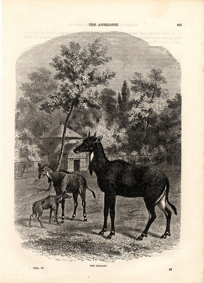 The Nilgaie (1880)