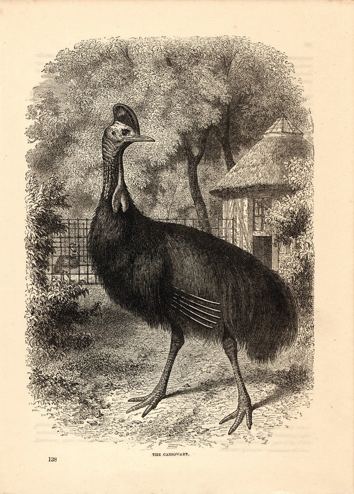 The Cassowary (1880)