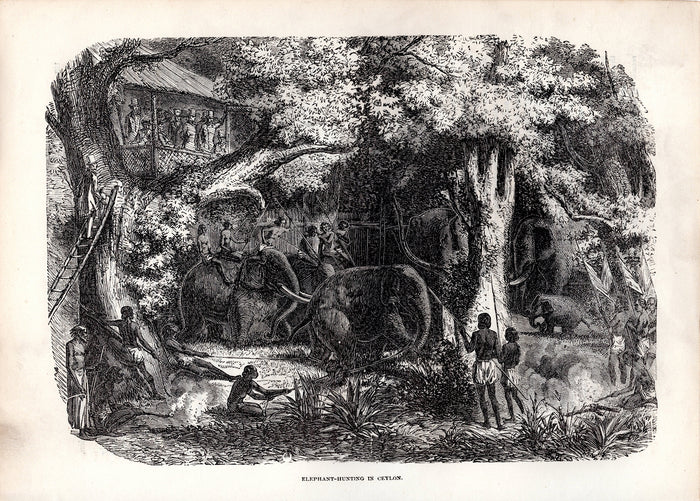 Elephant Hunting in Ceylon (1880)
