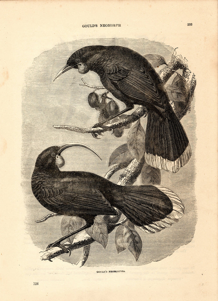 Gould's Neomorpha (1880)