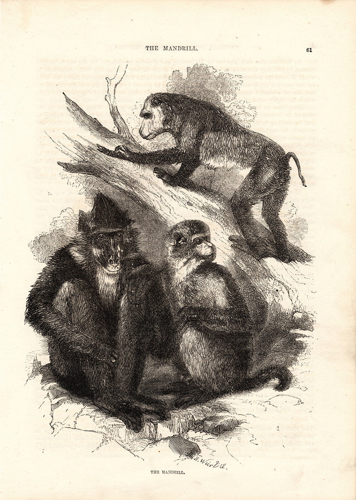 The Mandrill (1880)