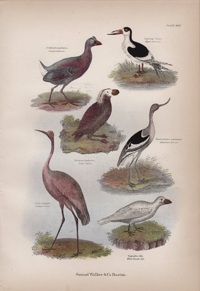 Plate XXIV – Water Birds – 1868