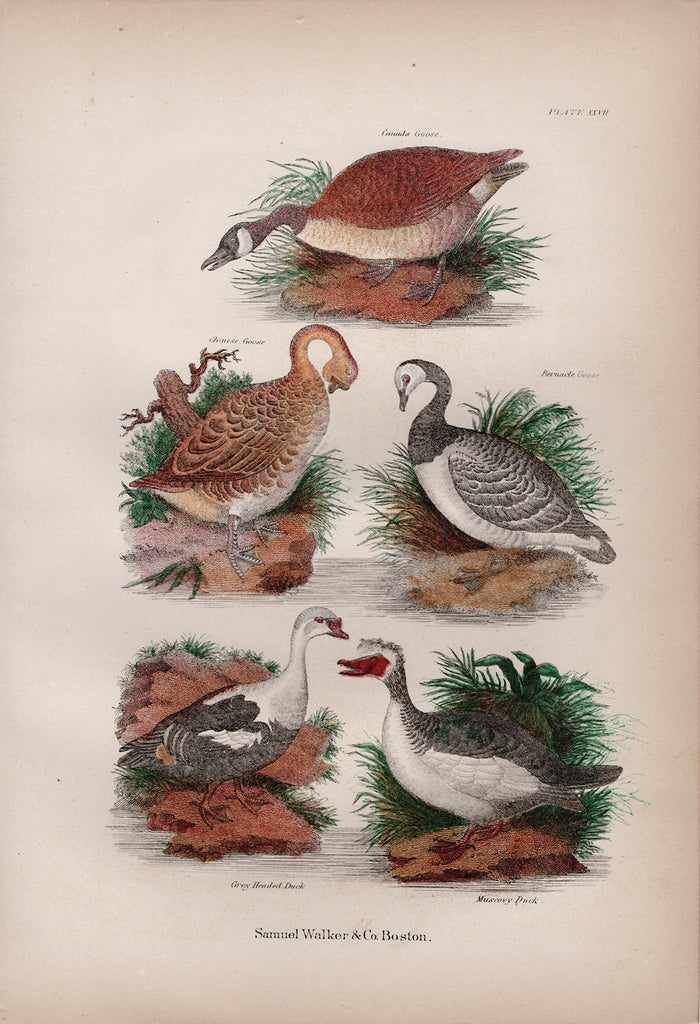 Plate XXVII – Geese and Ducks – 1868