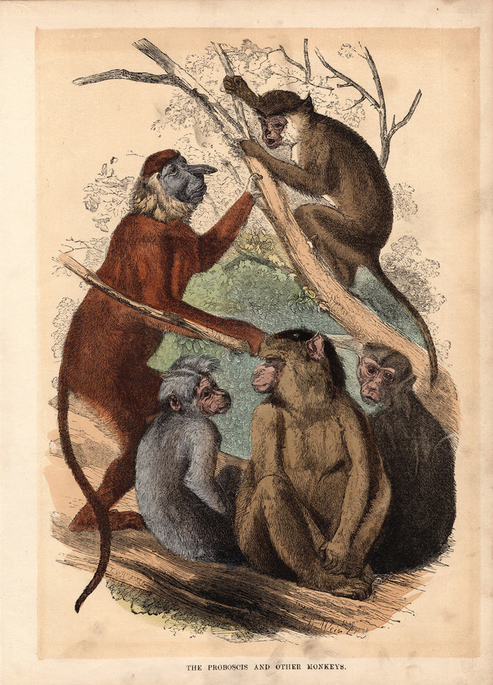 The Proboscis and The Other Monkeys (1880)