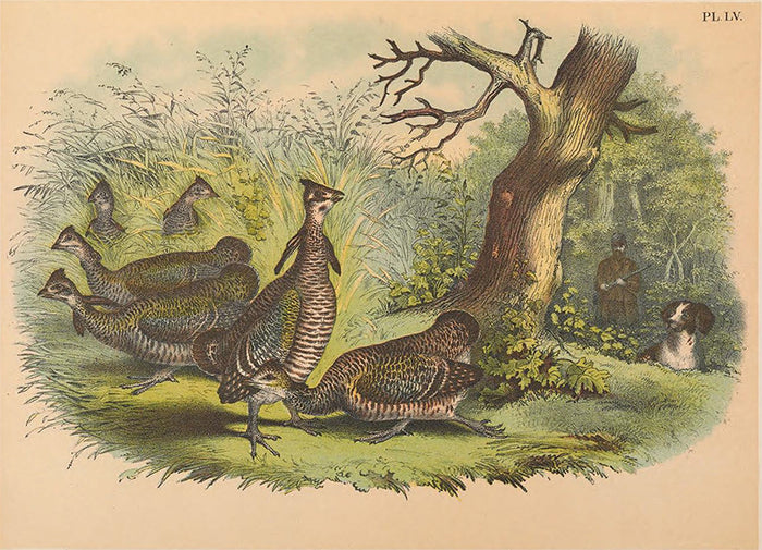 Plate LV - Pinnated Grouse