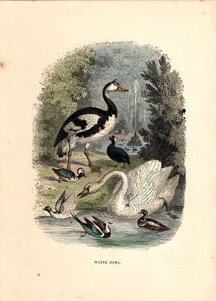 Water Fowl (1880)