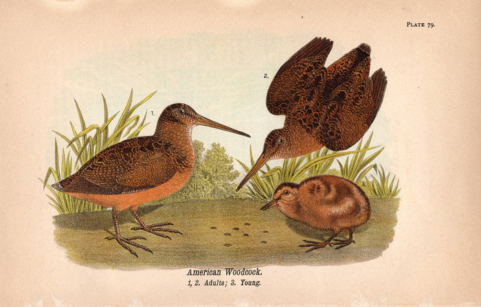 American Woodcock (1890)